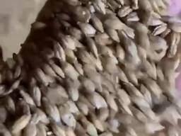 Продам - Пшеницу, Ячмень, Сафлор, Соя, Лён