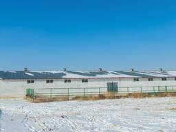 Продам сельское хозяйство