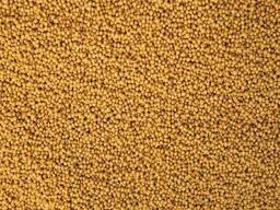 Продам семена горчицы на экспорт / Қыша тұқымы / 大量供应芥菜籽 / Mustard Seeds