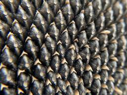 Күнбағыс тұқымын сату