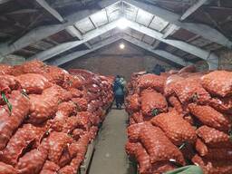 Продам семенной картофель