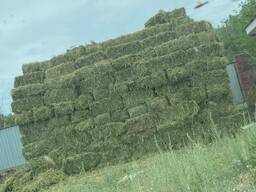 Продам сено в тюках. Луговое разнотравье