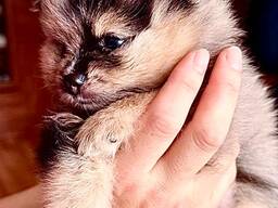 Продам щенка Мерле