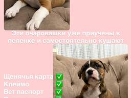 Продам щенков Американского Стаффорда