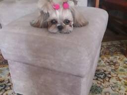 Продам щенков ши-тцу