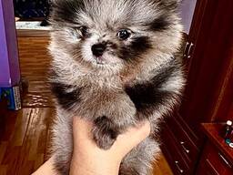 Продам шенков