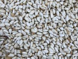 Продам софлор