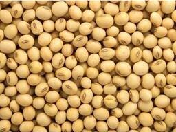 Продам сою на экспорт / Сояны экспортқа сатамыз / 大量供应大豆 / Soybeans from Kazakhstan