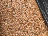 Продам сою ячмень пшеницу подсолнух лен Павлодар - фото 3