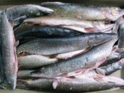 Продам. Судак, щука разной градации