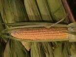 Продам свежую кукурузу в початках, урожай 2018 года - фото 1