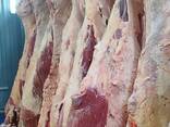Продам туши говядины - фото 1