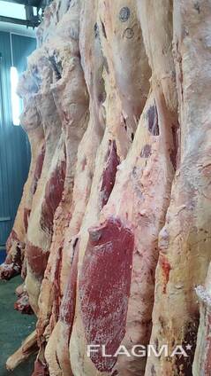 Продам туши говядины
