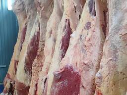 Продам туши говядины