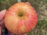 Продам Яблоки оптом. Сорт «Джонатан» - photo 3