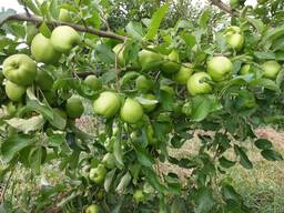 Продам Яблоки сорт пеструшка. Сорт золотой. Помидор.