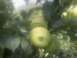 Продам яблоки, Узбекистан, Казахстан, Кыргызстан, урожай 2017