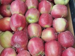 Продам яблоко сорта Глостер