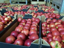 Продам яблоко сорта Принц