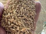 Продам ячмень - фото 3