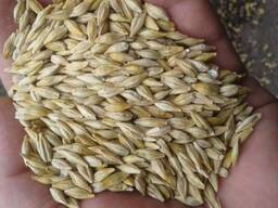 Ячмень на экспорт из Казахстана