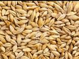 Продам ячмень кормовой - фото 1