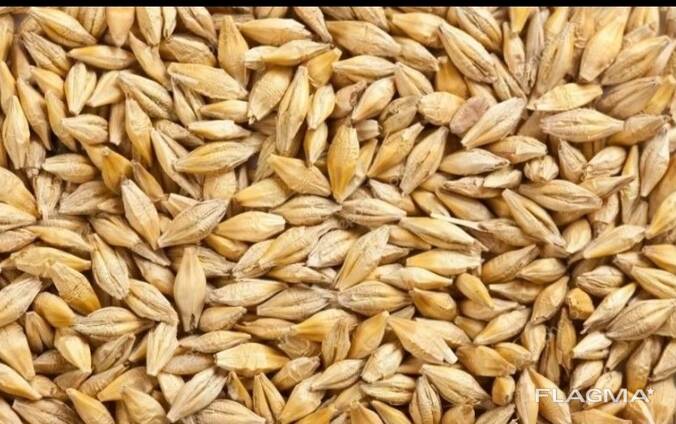 Продам ячмень кормовой