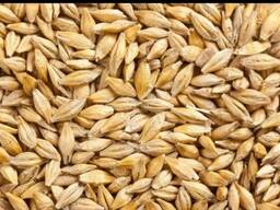 Продам ячмень кормовой