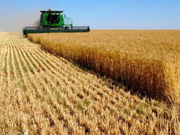 Продам ячмень, пшеницу