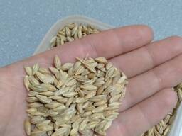 Продам ячмень, урожай 2022 года