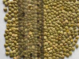Продам зеленую чечевицу 2025 года