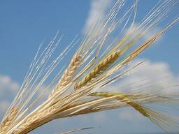 Продам зерно 3 класс клейковина 29%