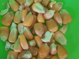 Продам зерно кукурузы