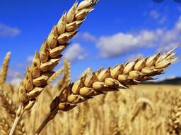 Продам зерно третьего класса