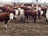 Продаём 1,5 годовалых бычков казахской белоголовой оптом - фото 3