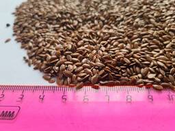 Продаём лён на экспорт из Казахстана