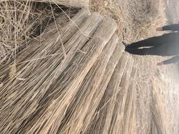 Продаю камыш сноп, евростандарт 2 EUR