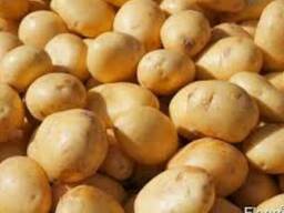 Продаю картофель семеной оптом