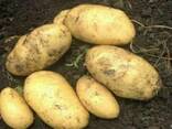 Продаю картофель семеной оптом - photo 3
