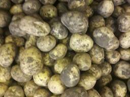 Продаю картофель урожай 2019 года сорт Гала, Нур-Султан