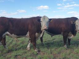 Продаю крестьянское хозяйство