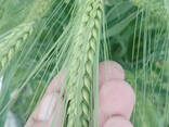 Продаю Ячмень Сорт "Атлин" (Канадский) В Меркенском районе - фото 2