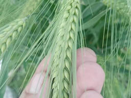 Продаю Ячмень Сорт "Атлин" (Канадский) В Меркенском районе