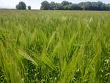 Продаю Ячмень Сорт "Атлин" (Канадский) В Меркенском районе - фото 6