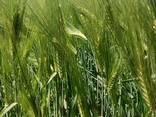 Продаю Ячмень Сорт "Атлин" (Канадский) В Меркенском районе - фото 7