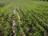 Продаю Ячмень Сорт "Атлин" (Канадский) В Меркенском районе - фото 8