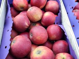 Продаются свежие польские яблоки различных сортов( Jonagold, Idared, Idared и т. д. )