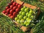 Продаются яблоки оптом! (Американка и золотое превосходное) - photo 1