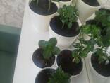 Продажа цветы комнатные - фото 3