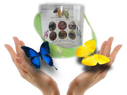 Продажа куколок тропических бабочек, коконы бабочек, ферма